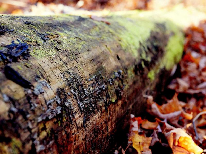 sudoku game no download screenshot 1